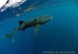 Rhincodon-typus_jld01