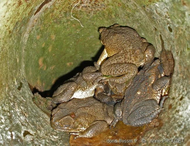 rhinella_marina-ap02