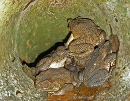 rhinella_marina-ap02