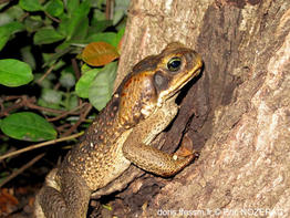 rhinella_marina-en01