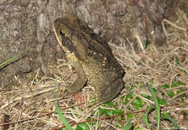 rhinella_marina-en02