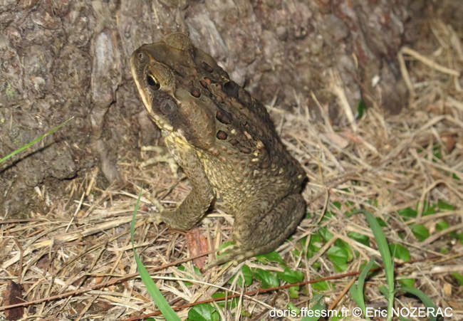 rhinella_marina-en02