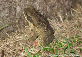 rhinella_marina-en02