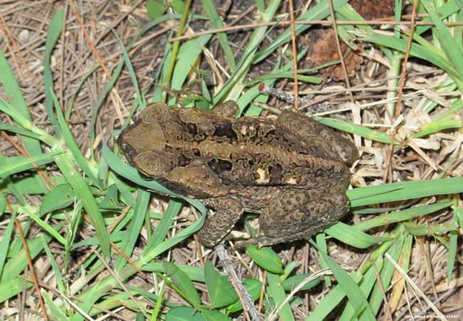 rhinella_marina-en03