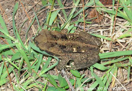 rhinella_marina-en03
