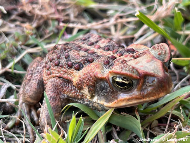 rhinella_marina-lf01