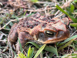 rhinella_marina-lf01