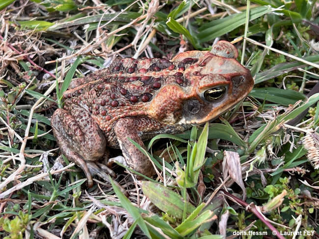 rhinella_marina-lf02