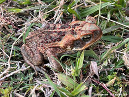 rhinella_marina-lf02