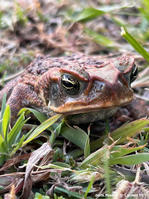 rhinella_marina-lf03