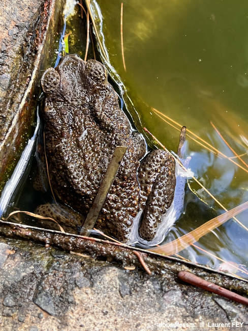 rhinella_marina-lf04