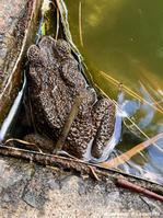 rhinella_marina-lf04