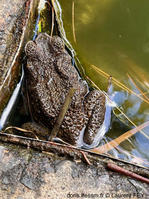 rhinella_marina-lf04