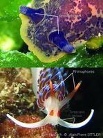rhinophore_glossaire-apsittler01