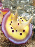 chromodoris_kuniei-aps225