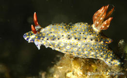 hypselodoris_kanga-ag3