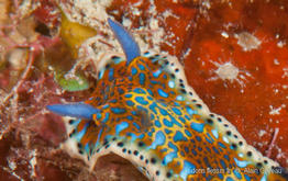 hypselodoris_alaini_ag2