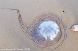 rhizostoma_luteum-fran41