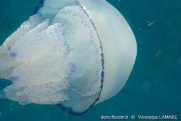 Rhizostoma_pulmo-vl1