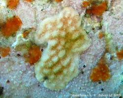 rhynchozoon_sp-slb5040