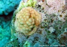 rhynchozoon_sp-slb5131