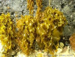 rissoella_verruculosa-fa1