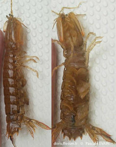 rissoides_desmaresti-pe1