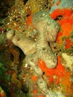 chondrosia_reniformis-fa10