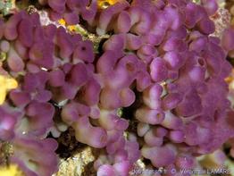 ocarella_lobularis-vl03
