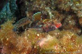gobius_cruentatus-vl1