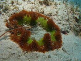 phymanthus_crucifer_ap2