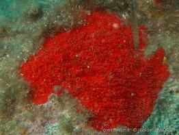 raspaciona_aculeata-fa54