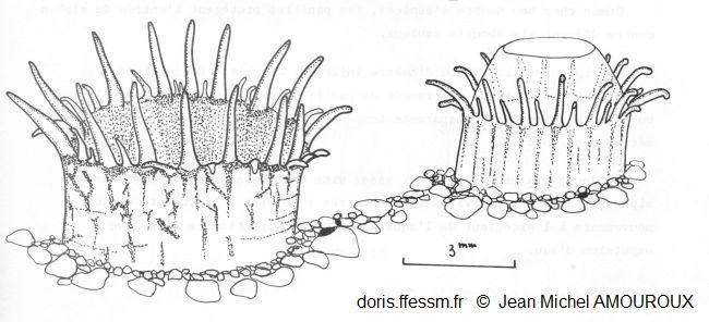 Ruditapes _decussatus_jma_01