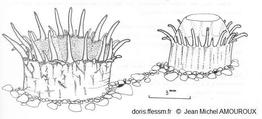 Ruditapes _decussatus_jma_01