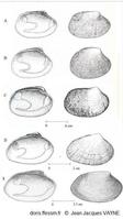 Ruditapes_comparaison-jjv_01