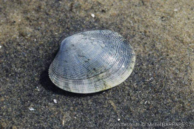 ruditapes_decussatus-3