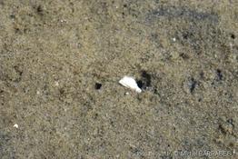 ruditapes_decussatus-4
