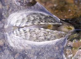 ruditapes_decussatus-fz1