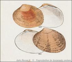 ruditapes_decussatus-rda-img_165 