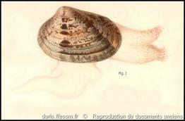 ruditapes_decussatus-rda-img_523  