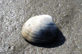ruditapes_philippinarum-4