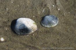 ruditapes_spp-1
