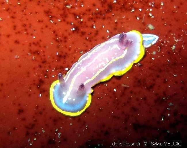 Rudmania-krohni-syme010