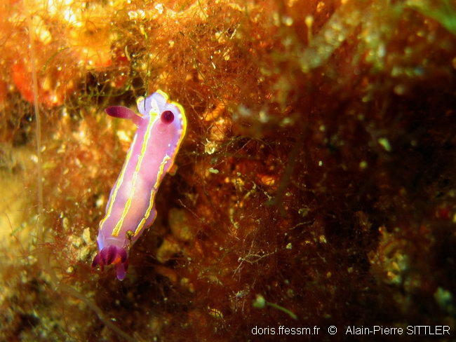 Rudmania_krohni-aps2004