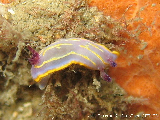 Rudmania_krohni-aps202