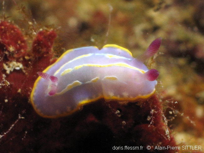 Rudmania_krohni-aps225