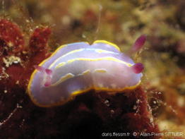 Rudmania_krohni-aps225