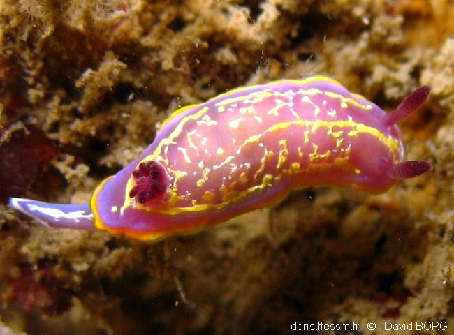 Rudmania_krohni-dabo602