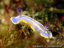 Rudmania_krohni-doho01