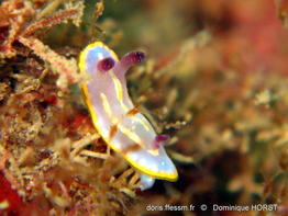 Rudmania_krohni-doho03